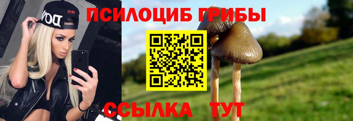 Галлюциногенные грибы Psilocybe Новоалександровск